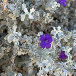 Phoenix in Photos Part 3:  Taliesin West and Wrigley Mansion